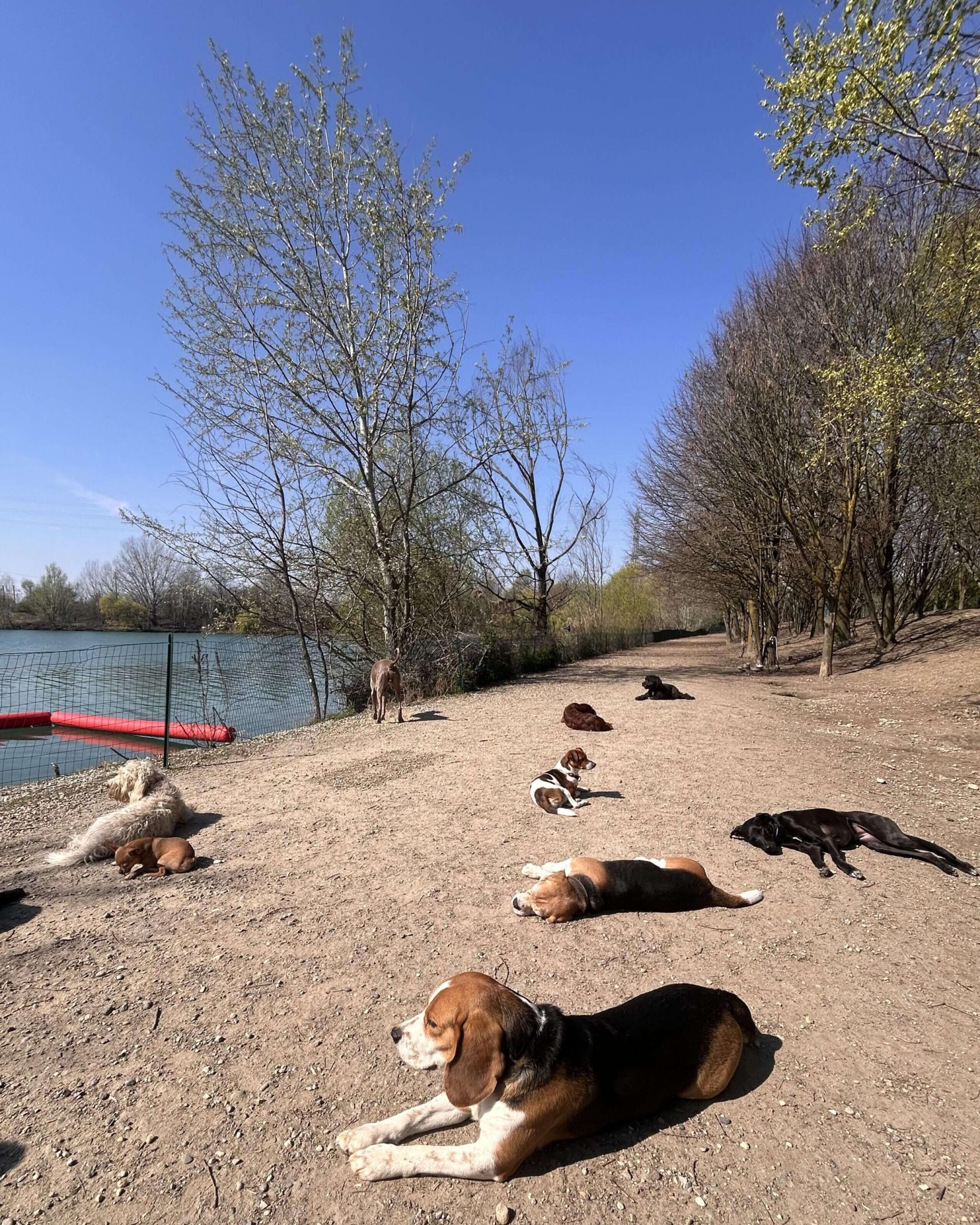 Vita Quotidiana nel bosco,nel lago, in libertà
